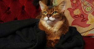 six-top-secret-ways-cats-say-you-are-special-to-them