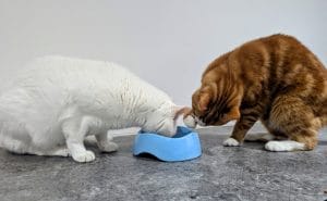 solving-the-mystery-of-the-messy-bowl:-cats-on-camera
