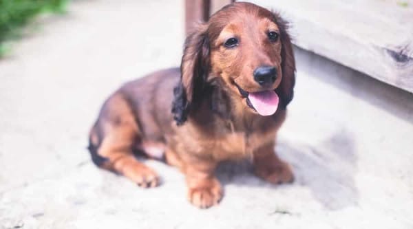 Dachshund puppy smiling.
