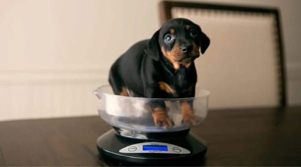 Dachshund Puppy in a scale.