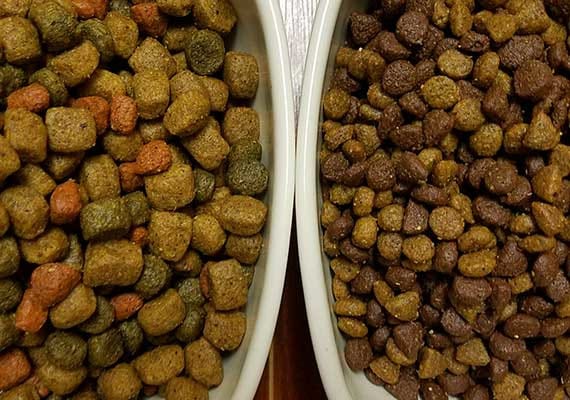 dog food