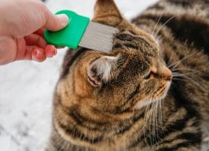 how-to-get-rid-of-fleas-on-cats:-4-ways-to-kill-cat-fleas