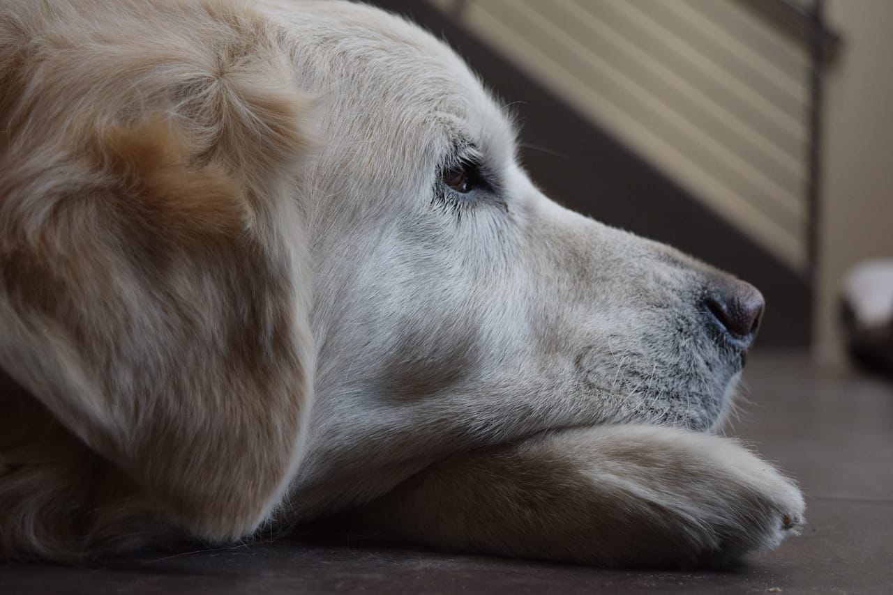 how-daylight-saving-time-can-affect-your-pets’-sleep-–-and-what-you-can-do-about-it