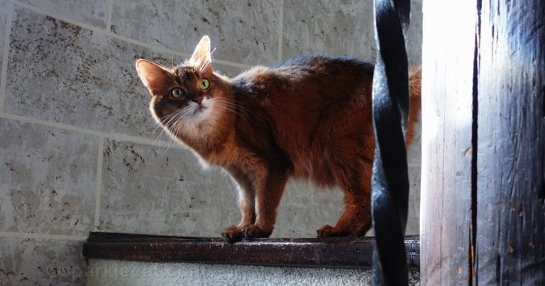 six-quick-playtime-hacks-you-can-use-with-your-cat-right-now