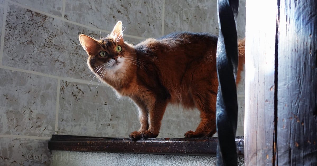six-quick-playtime-hacks-you-can-use-with-your-cat-right-now