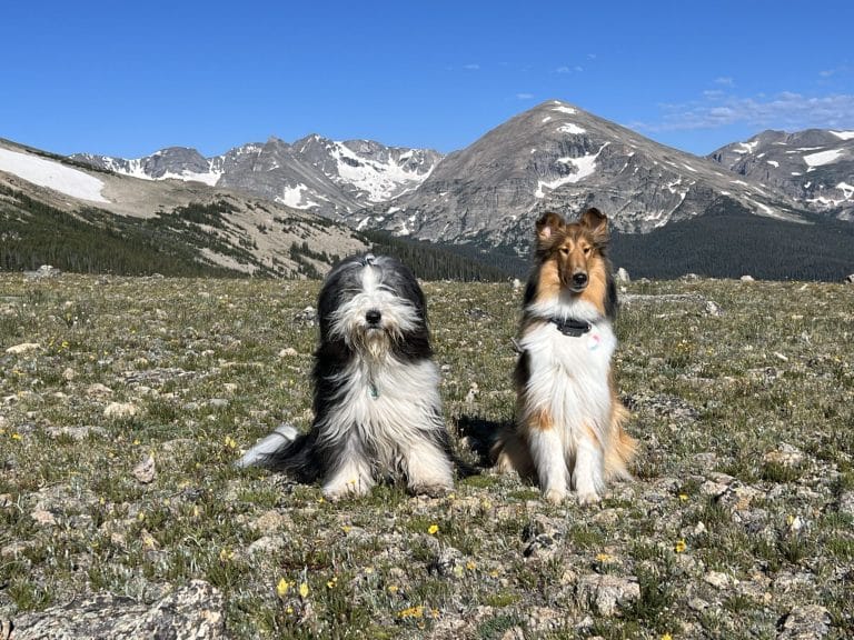 how-to-teach-a-dog-to-sit