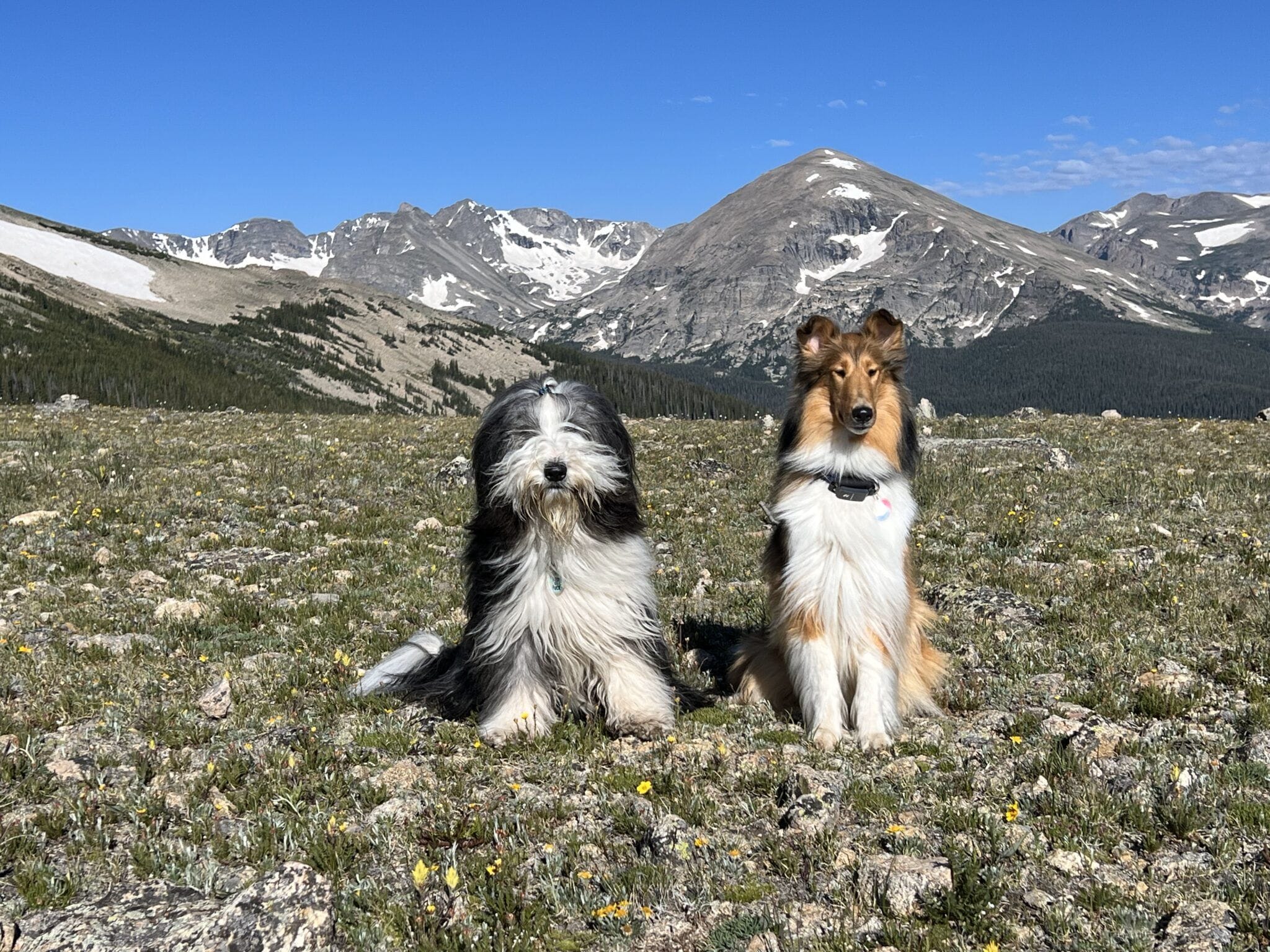 how-to-teach-a-dog-to-sit