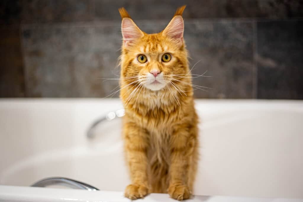 can-you-use-human-shampoo-on-cats?-vet-reviewed-risks-&-alternatives