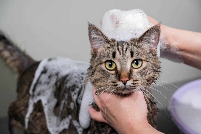 is-your-cat’s-shampoo-poisonous?-dangerous-ingredients-explained