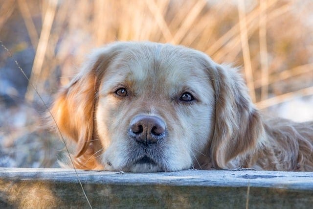 Pet Body Language 101: Unlocking Your Companion’s Hidden Messages