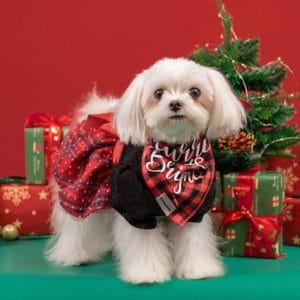 essential-yorkie-dog-clothes:-grooming-and-outdoor-gear-guide