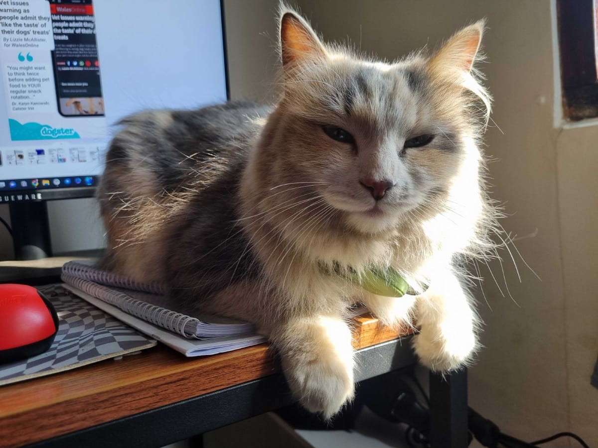 cat sitting on a desk