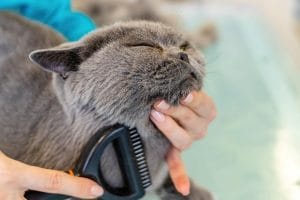 How To Get Rid Of Fleas On Cats