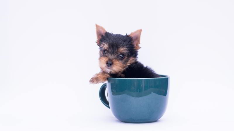 Teacup Puppy Care: Your Guide to 5 Essential Steps for Optimal Health