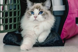 top-10-cat-carriers-that-are-xl-size-for-kitties