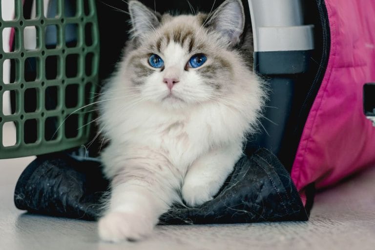 top-10-cat-carriers-that-are-xl-size-for-kitties