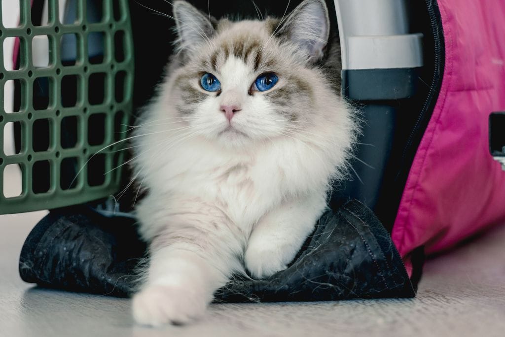 top-10-cat-carriers-that-are-xl-size-for-kitties