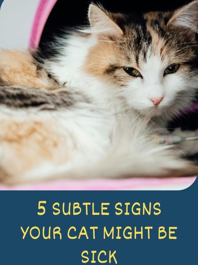Secret Signs Your Cat May Be Sick