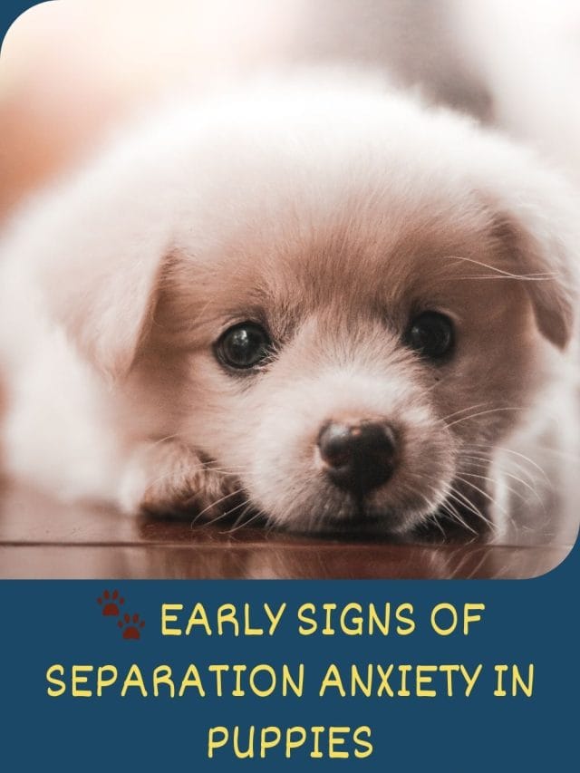 Early Life Risk Factors For Separation Anxiety