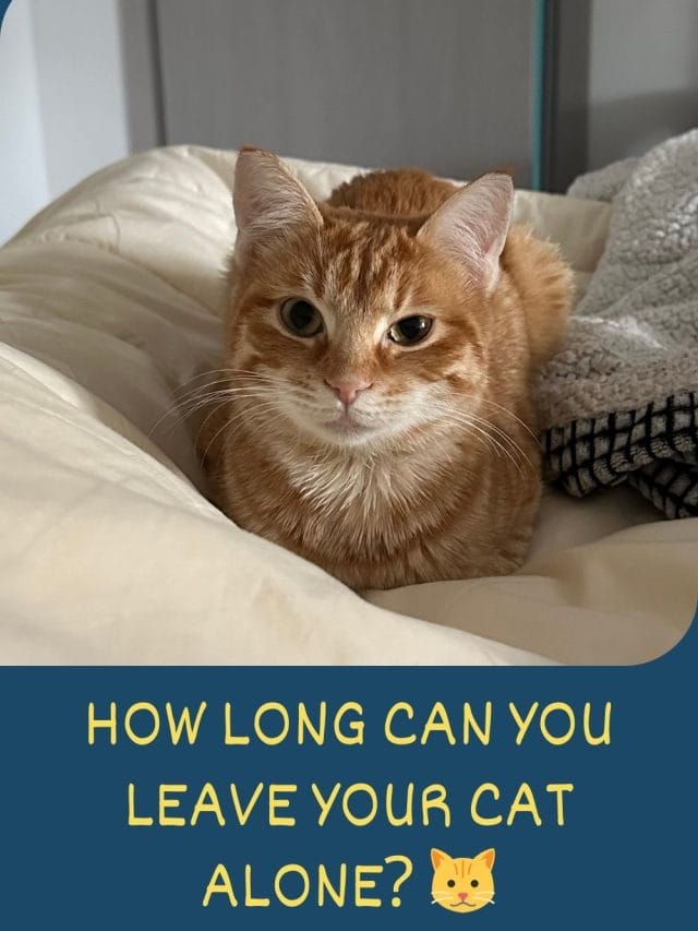How Long Can You Leave A Cat Alone?