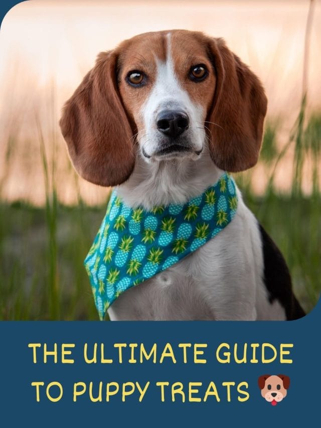 The Ultimate Guide to Puppy Treats