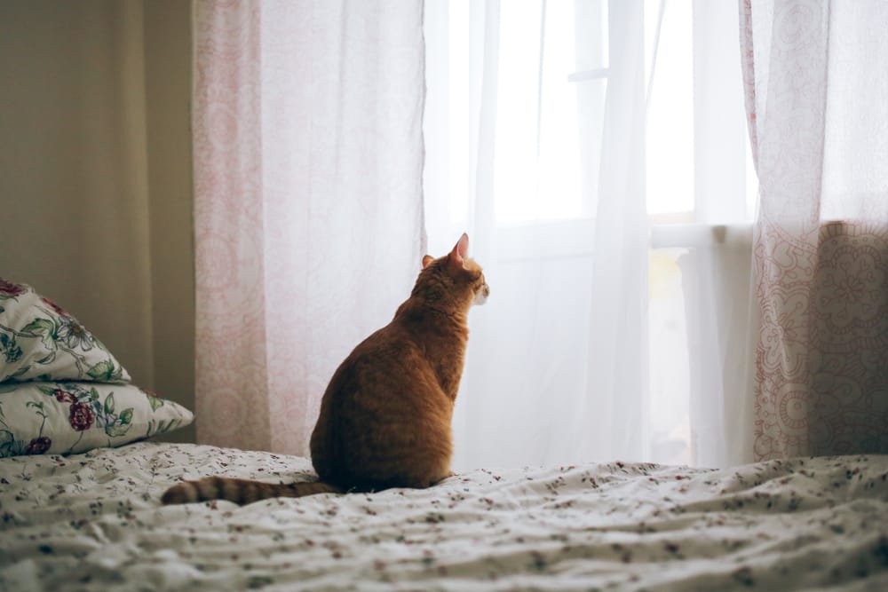 where-can-i-leave-my-cat-while-on-vacation?-3-vet-reviewed-options