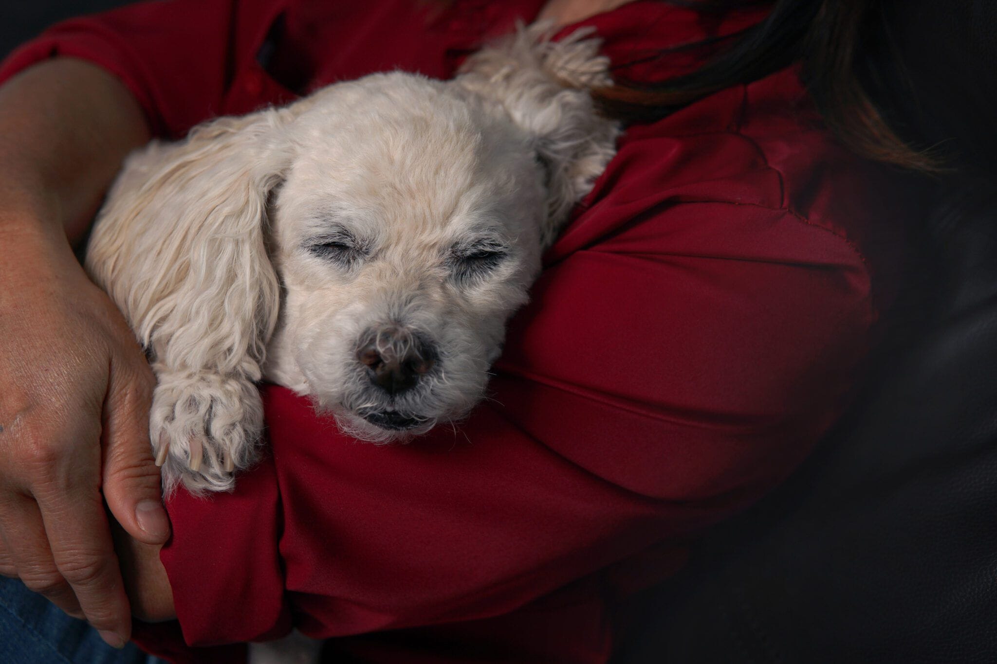 what-to-know-about-in-home-euthanasia