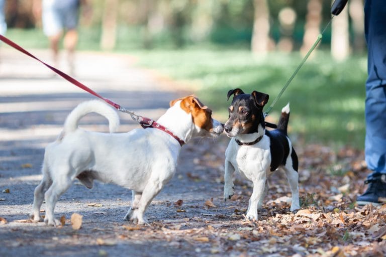 how-do-dogs-communicate-with-each-other?-the-hidden-language-you’ve-been-missing