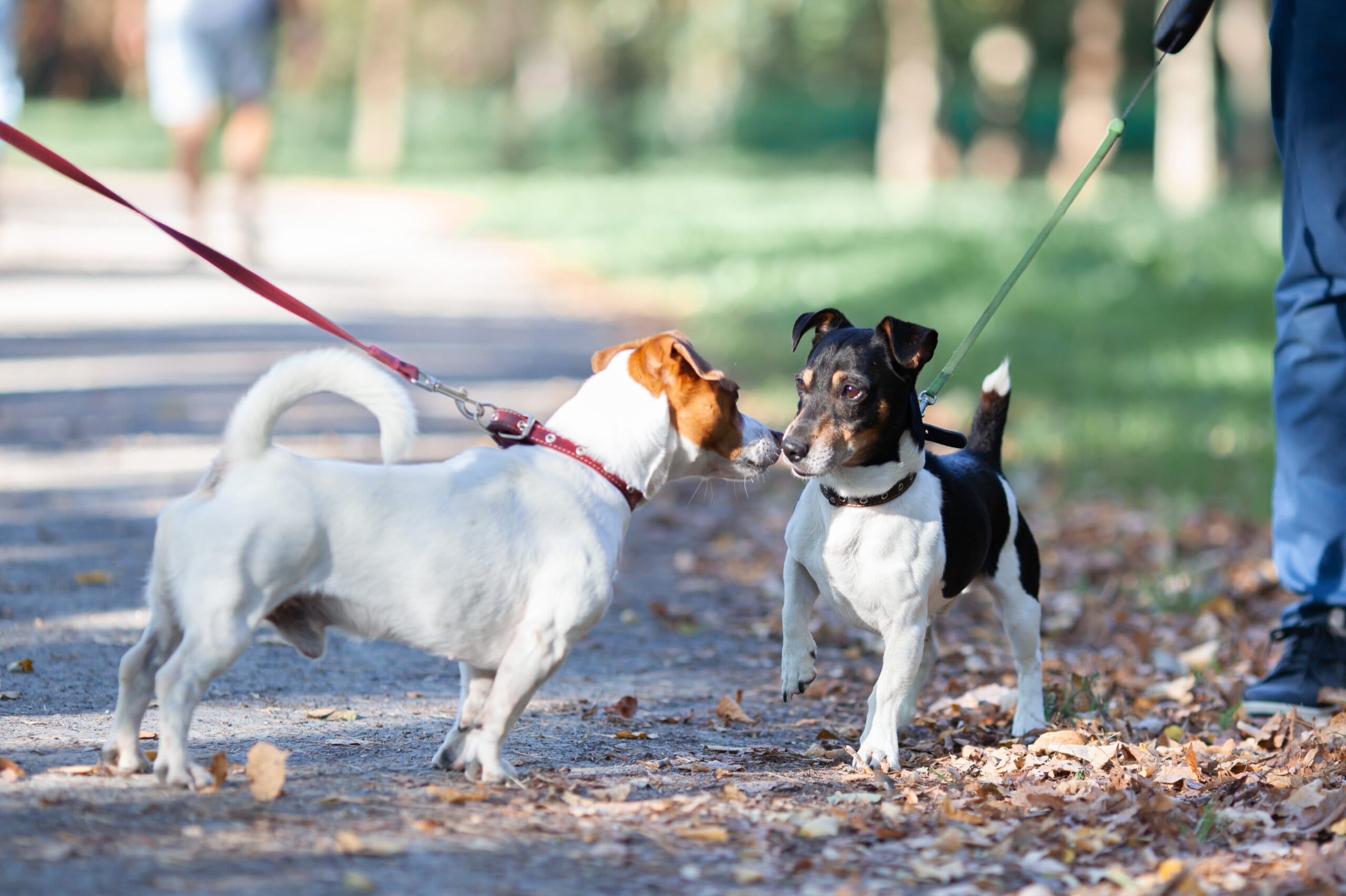 More Than Just Barks: Understanding the Hidden Social Language of Dogs