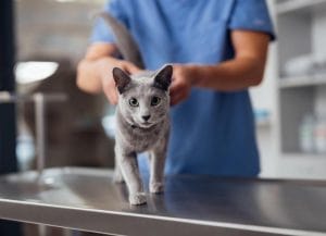 7-hidden-health-issues-in-cats-and-how-to-spot-them