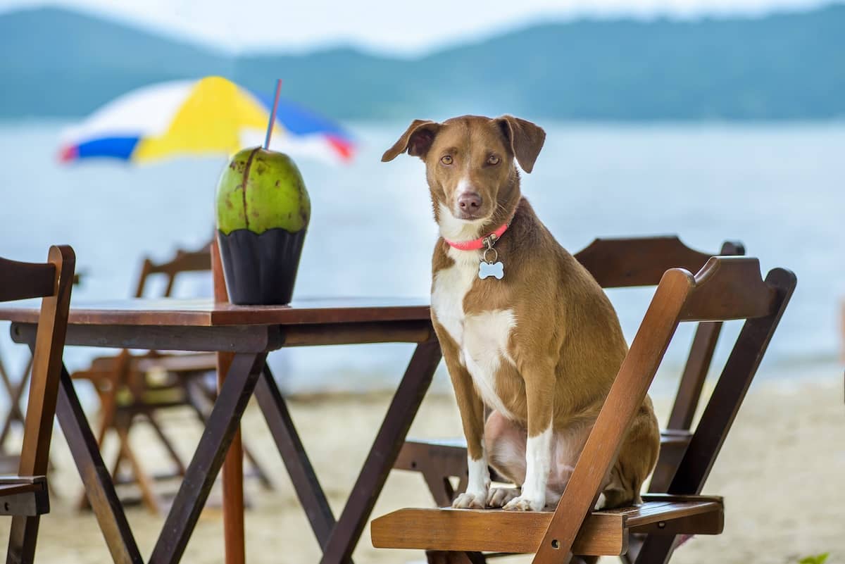 Is Coconut Water Safe for Dogs? All You Need to Know