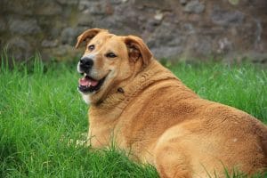 what-are-some-common-doggy-fitness-myths?