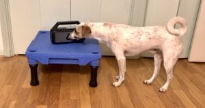promising-dogs-and-music-studies