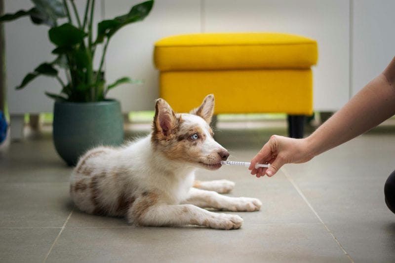 how-to-choose-the-best-veterinary-care-for-your-dog-in-a-busy-city